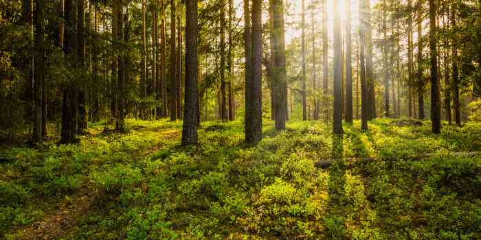 A healthy environment with a lush, green forest