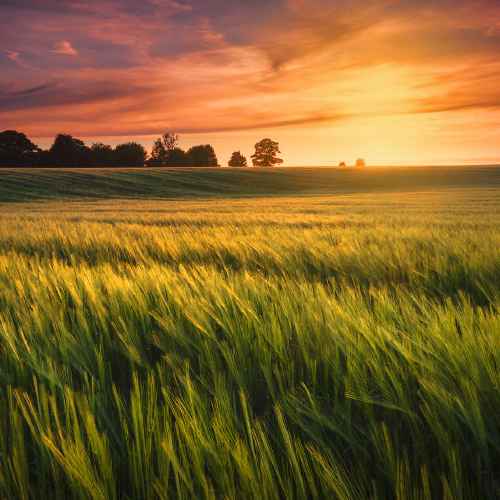 Champ de blé au coucher du soleil