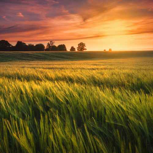 Wheat field during sunset