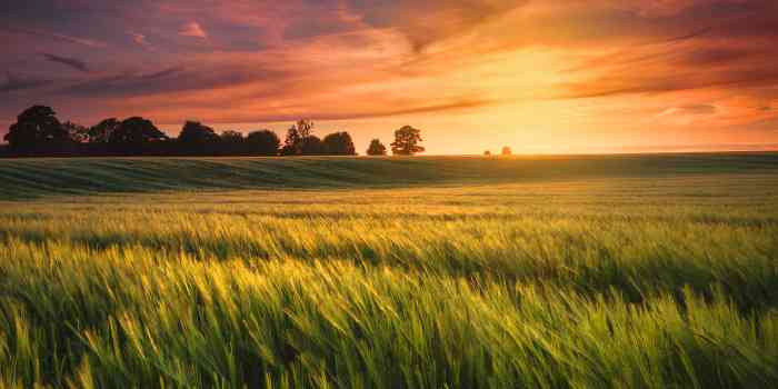 Wheat field during sunset